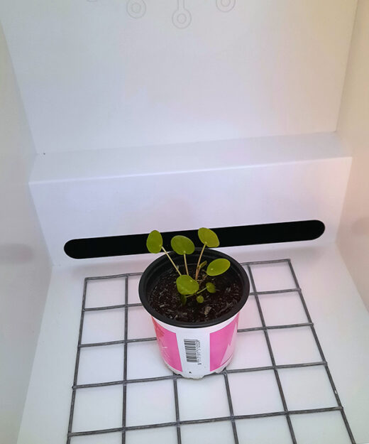 Ein Vorher-Foto, in der noch nicht fertig aufgebauten Growbox.